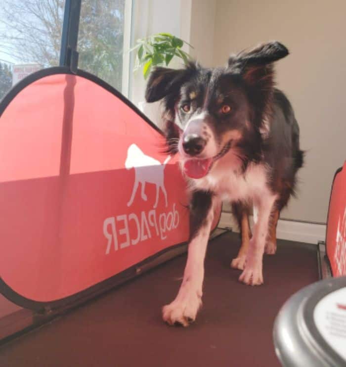 treadmill treadmill